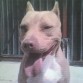 me llamo moka soy una american pit bull terrier red nose 