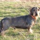 Ch. ORLOW OD VÉVODY HUBERTA. 
DtJCh 200 – LJS 2002  – GS 2002 - LS 2003 – Jgd.ChÖS 2003 – Jgd.ChLux 2003 -  Dt Ch 2004  
DtCh VDH 2004 – WUT-Ch 2004 – LuxCh 2004 – ÖSCh 2004 - IschCh 2005 – IACh 2007

TITULOS:

CAMPEÓN ALEMAN / J
CAMPEÓN REGIONAL / J
CAMPEÓN DE TRABAJO ALEMAN
CAMPEÓN REGIONAL
CAMPEÓN DE AUSTRIA / J 
CAMPEÓN DE LUXEMBURGO/J
CAMPEÓN ALEMAN
CAMPEÓN ALEMAN VDH
CAMPEÓN DE LA UNIÓN MUNDIAL
CAMPEÓN DE LUXEMBURGO
CAMPEÓN DE AUSTRIA 
CAMPEÓN INTERNACIONAL
CAMPEÓN INTERNACIONAL DE TRABAJO
