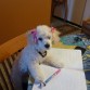  mi perro hacee mi tarea jejeje