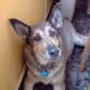 Laika y su placa azul contra el abandono de animales!!!