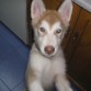 mi husky aqui tiene 2 meses