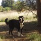 kiara paseando por el campo,siempre esta corriendo y olfateando.cuando encuentra un rastro se vuelve loca. 