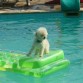 Manchi haciendo surf en la piscina con una colchoneta inflable! WOOHOO!