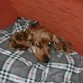 La perrucha tiene frio!!! jajajaja