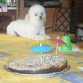 Uy,ya quiero comer la torta!