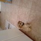de cachorrin