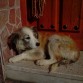 Su primer día en casa con 2 meses aproximadamente