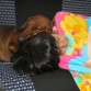 la de la foto soy yo pero estoy dormida en un auto con mi perrita jajaj
