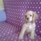 Que pose