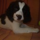 Ciro bebe
