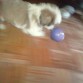 Jugando con su globo