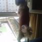 Buscando a su ama por la ventana