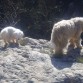 Uy !  Cuando vieron el barranco y el río que pasaba por haí, el Jaki y su prima de la moli, Flor, dieron media vuelta... 