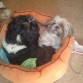 Yacko y Noa en la cama