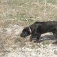 oliskeando en busca de conejos