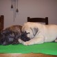 Adda y Athos