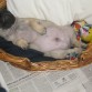 Es muy curioso ver a un perro dormir boca arriba pero este lo hace muy a menudo. Además en esta foto se puede apreciar lo que ha crecido: hace 15 días se perdía en la cesta y ya dentro de poco vamos a tener que cambiar la "cama" del muchacho. 