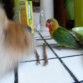 Simba se quiere comer al pajarito.......