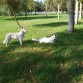 Pastor Blanco Suizo.Santillán es un vergel, un oasis verde en el paisaje seco, un mantel de hierva fresca preparada para el disfrute de el que quiera ir.
www.realdelasencinas.es.tl