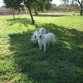 Pastor Blanco Suizo.Santillán es un vergel, un oasis verde en el paisaje seco, un mantel de hierva fresca preparada para el disfrute de el que quiera ir.
www.realdelasencinas.es.tl