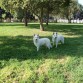 Pastor Blanco Suizo.Santillán es un vergel, un oasis verde en el paisaje seco, un mantel de hierva fresca preparada para el disfrute de el que quiera ir.
www.realdelasencinas.es.tl