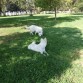 Pastor Blanco Suizo.Santillán es un vergel, un oasis verde en el paisaje seco, un mantel de hierva fresca preparada para el disfrute de el que quiera ir.
www.realdelasencinas.es.tl