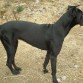 Bagheera