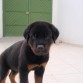 Rotti de 2 meses llegando a su nuevo hogar