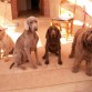 de izq. a der; duque(labrador), ghost(braco de weimar),cora(braco aleman) y tintin(perro de agua)