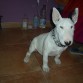 ya se me han lebantado las orejas!!!XD