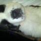 DORMIDO