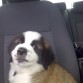 EN EL CARRO 