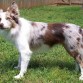 collie de pelo corto alequin marron