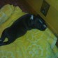 Su primer dia en casa