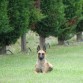 Rubia P.B. Malinois