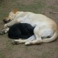 Lola y Berni durmiendo la siesta