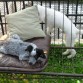 la chikita en el almohadón es Lana, la adoptamos de una organización que rescata animales de las calles, y quisiera saber de qué raza es, porque pensábamos q era mestiza, pero hemos visto otros perritos idénticos. Alguien sabe?