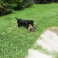 Este perrito(según el vete de 7u8 meses). Estaba todo enfermo, lleno de pulagas y garrapatas, con grandes heridas en la panza, hombros y cabeza. Apenas  se movía, ahora por la misericordia de Dios juega, salta y es amado por mi familia.Urko apareció en mi puerta luego de una gran tormenta. 
