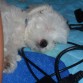 durmiendo un poco mi hermosa holly