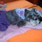 DURMIENDO PLACIDAMENTE 