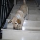 BLANCA SUBIENDO Y BAJANDO LAS ESCALERAS