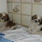 bart recuperandose ( peladito en las patas) con su hermano lenny