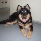 cruza raza pastor aleman con akita inu los 2 padres tienen buen pedigree