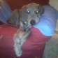 Duke