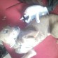 Duke y Domino