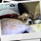 mi perro descansado, ya mas crecidito