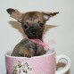 kymie chihuahua de 2 meses  