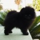 Aizens Black Thunder (Teddy) de cachorro