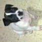 Suri 55dias mestiza mama bull terrier padre bulldog ingles