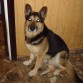 Mi Yako era íncreible. Era el perro más educado y finolis del mundo. No pasa un día que no me acuerde de él, estuvo conmigo desde que tenía 4 añitos.